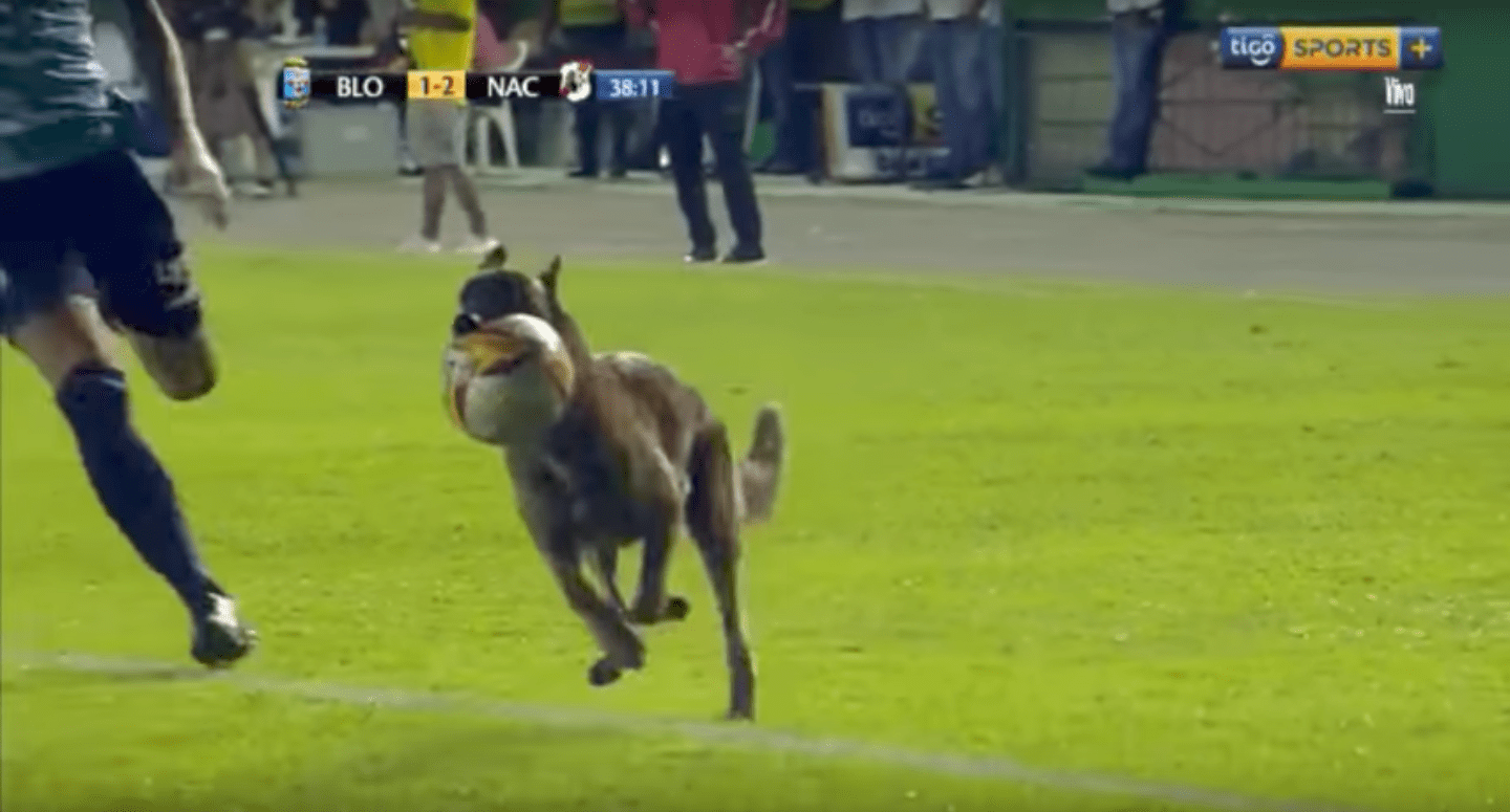 Dog On Field Pops Ball, Runs Away From Players